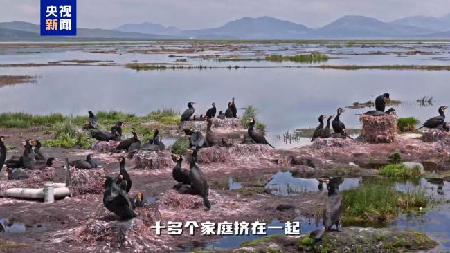 不隻會捕魚！揭秘鸕鶿作為“建築師”的另一麵