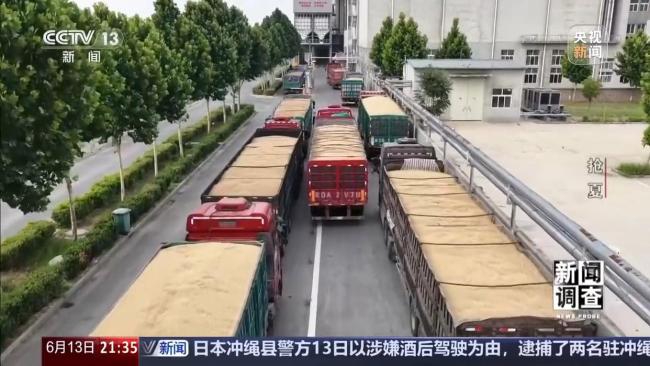 新闻调查丨与天气赛跑 看麦田里的分秒必争