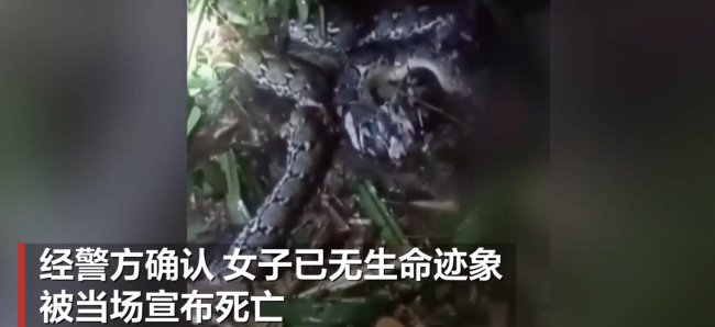 印尼女子被蟒蛇活吞致死 丈夫怒砍蛇头救遗体