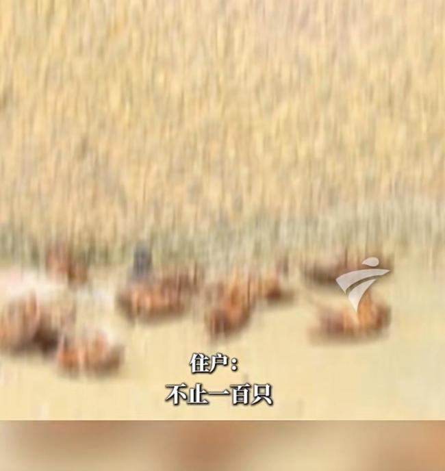 广东一小区蟑螂出没 多到用桶装