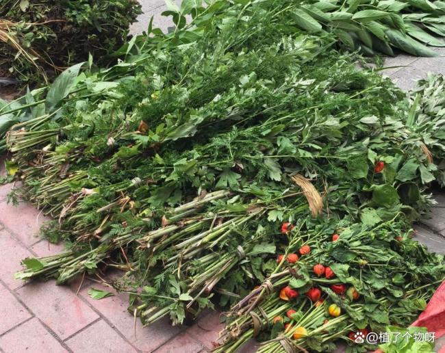 门口挂的艾草有啥用 驱邪纳福的传统