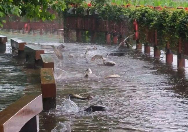 暴雨后蚂蚁用身躯搭桥过河 团结力量大