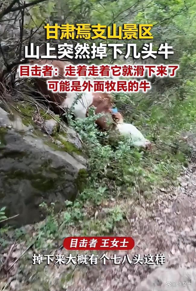 头牛领错路致牛群摔景区沟里9死1伤 悲剧引发警钟