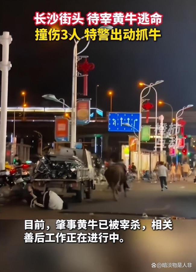 长沙街头黄牛撞伤3人 特警出动 深夜“追牛记”