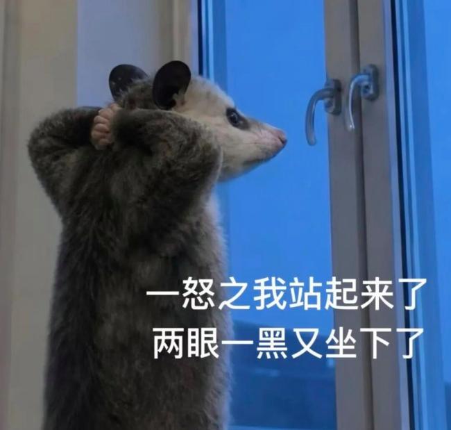 爆火的负鼠为啥能成年轻人“嘴替” 幽默化解压力