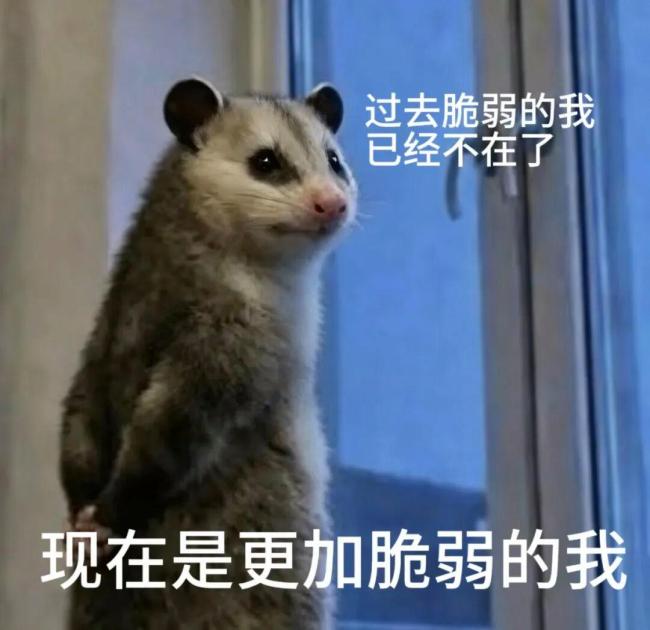 爆火的负鼠为啥能成年轻人“嘴替” 幽默化解压力
