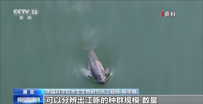 “止跌回升”多元保护体系守护长江江豚