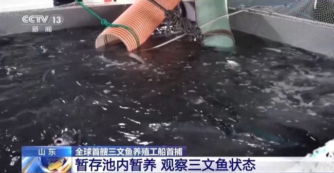全球首艘三文鱼养殖工船“苏海1号”完成首捕