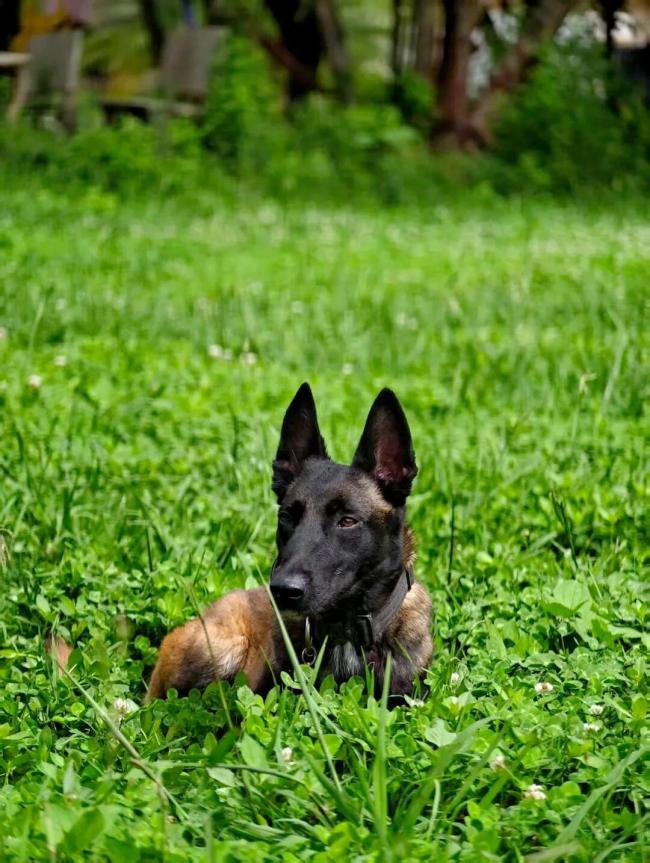 缉毒警坠楼昏迷 警犬等待100多天 忠诚守候主人归