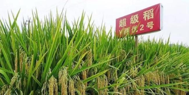诋毁袁隆平成果网红称大不了就进去 无知言论引发争议