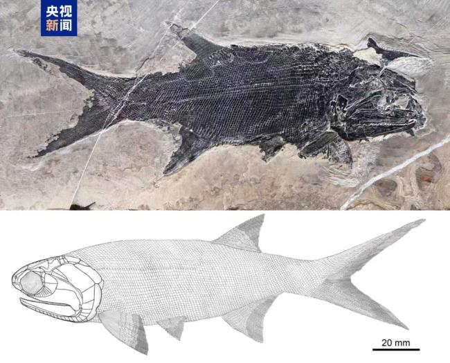 云南罗平生物群发现翼鳕属新物种“罗平翼鳕”