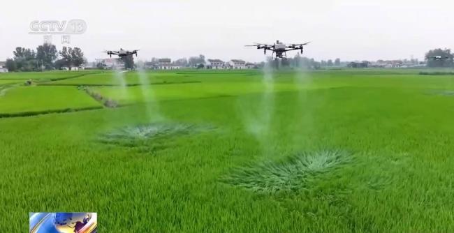 全国夏播粮食进度近八成 多地精准施策稳产量