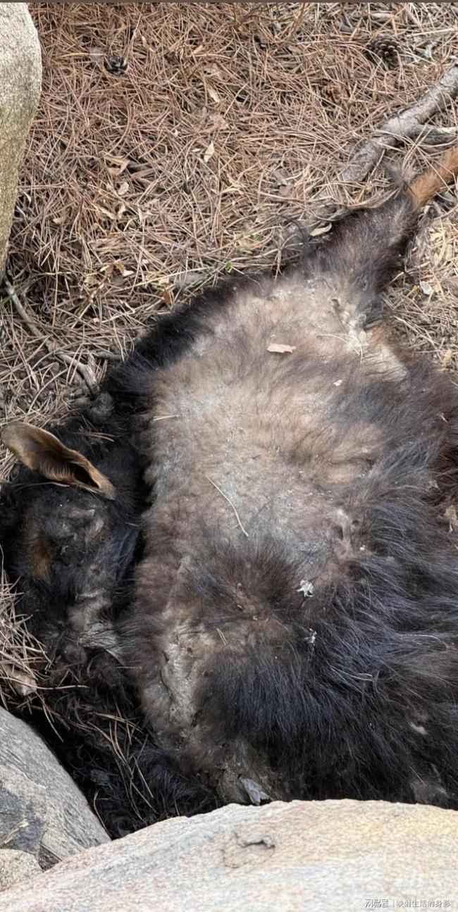 网友称有动物因泰山拦网被困死亡 隔离网引发争议