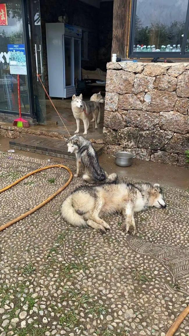 当地介入狗咖老板失联数十只犬遭遗弃 志愿者自发施救