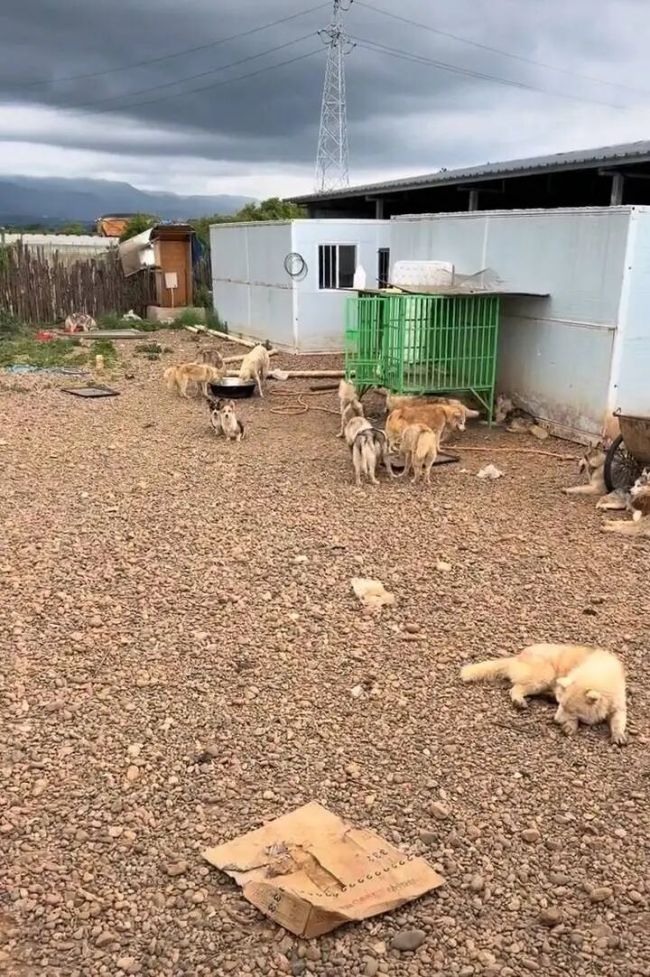 遗弃哈士奇店主曾被列为被执行人 犬只状况堪忧引关注