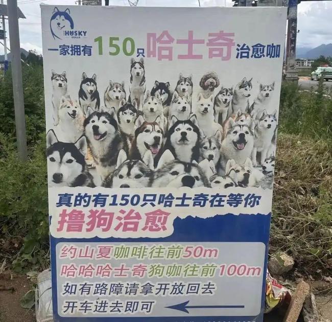 丽江一“狗咖”数十只哈士奇遭遗弃 志愿者自发施救
