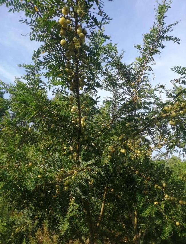 深圳仙湖植物园油柑果树被“薅秃” 公共资源不应被糟蹋