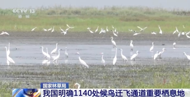 濒危种群稳中有升 我国鸟类保护成效显著
