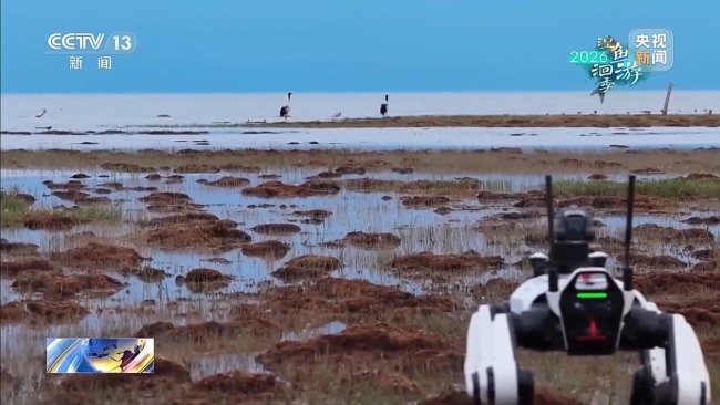 仿生机器狗深入青海湖湿地 偶遇黑颈鹤一家