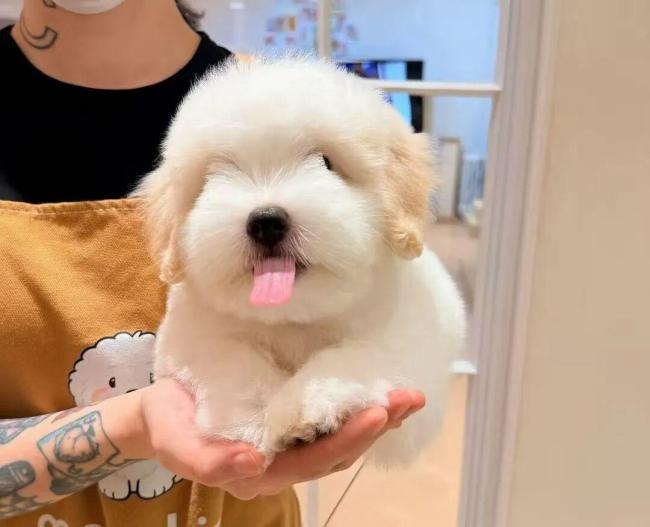 男子乔装偷走价值12万宠物犬 案件引发关注