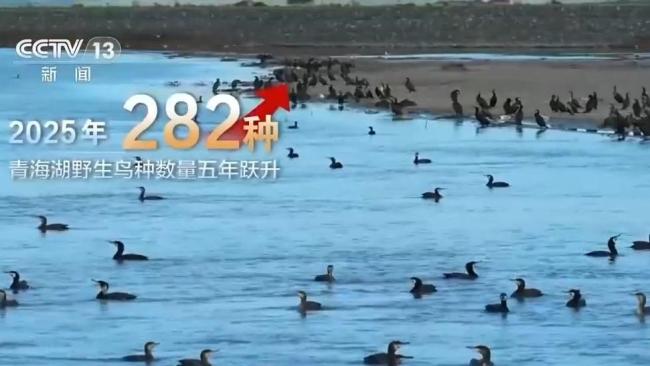 青海湖生态保护“成绩单”亮眼