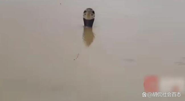 广西横州急需蛇毒血清 洪水致毒蛇泛滥咬伤村民