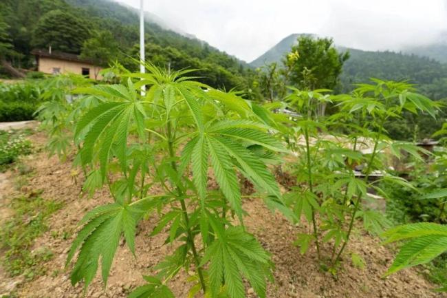 问一下 这个是大麻吗?:AI识图引发警民联动