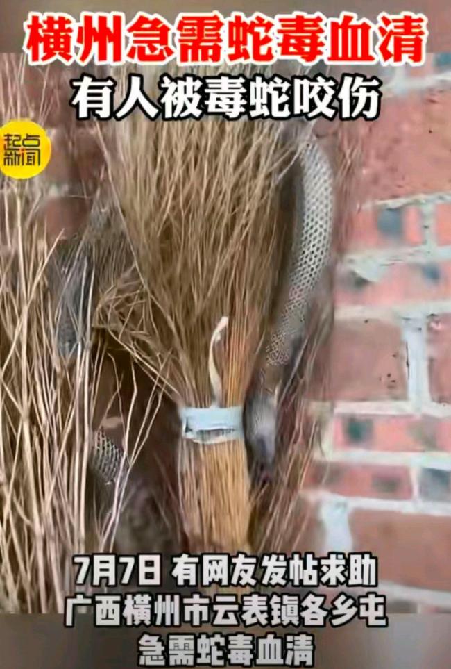 广西横州急需蛇毒血清？医院回应 道路受阻成难题