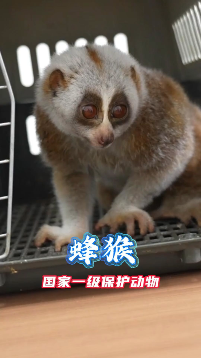 有点“毒”特 派出所来了个小萌猴