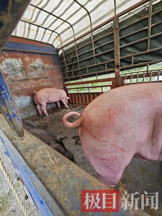 损失5千多万养殖户称来不及伤心 生猪存活率极低