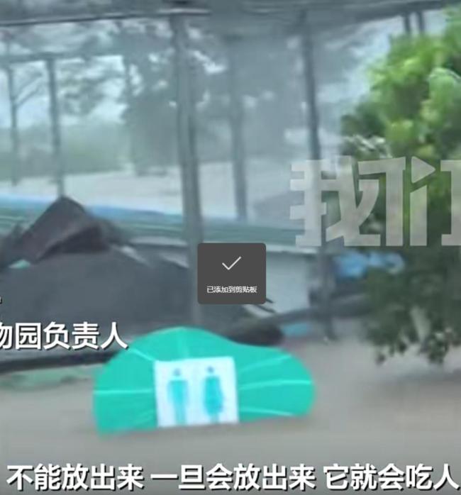 员工冒险锁死猛兽区：不能放出 会吃人 洪水来袭动物园自救