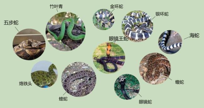 大叔被毒蛇咬伤将蛇剪两段蛇头跑了