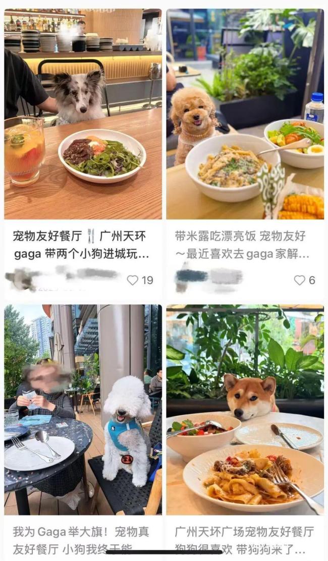 “gaga”深圳一门店被曝狗上桌进食 宠物友好界限引争议