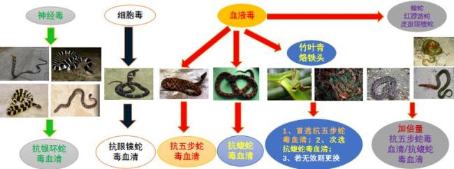 广西洪流之中的蛇与养蛇人 恐慌与现实交织