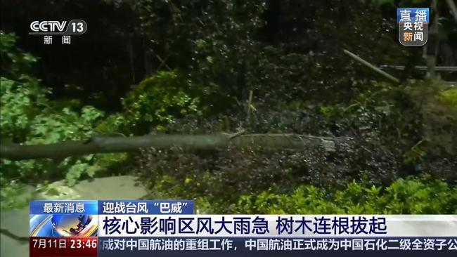 直击台风登陆:风大雨急树被连根拔起