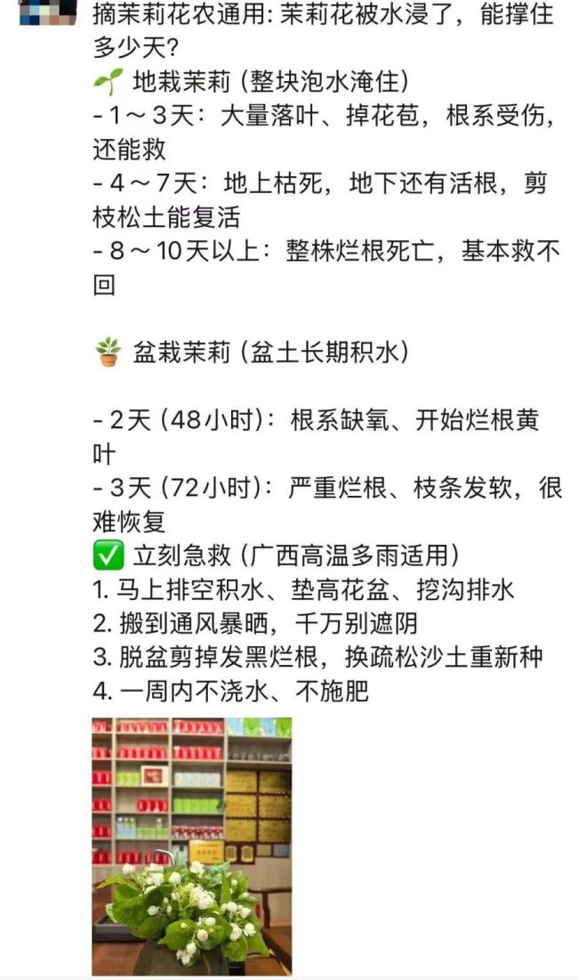 全国8成茉莉原料产地被淹 茶商回应 花价波动剧烈