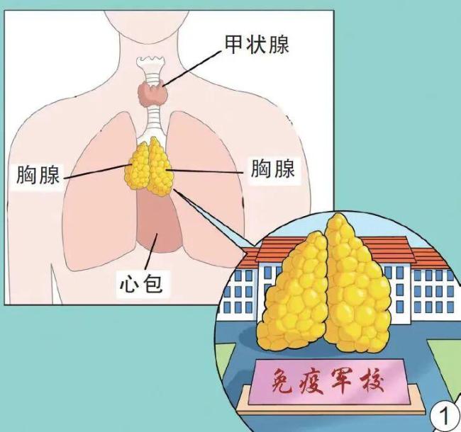 胸骨后这个器官,是人体自带的“抗癌盾牌” 护好它降低癌症风险