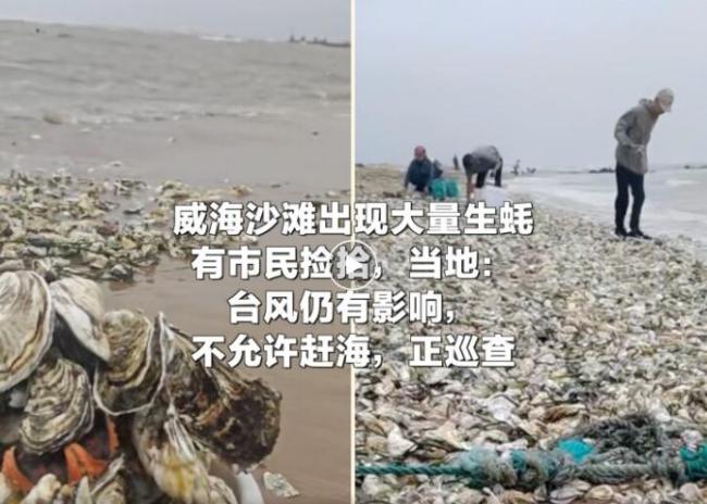 当地回应海滩现大量生蚝有市民捡拾