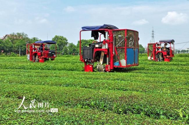 江西泰和：夏茶机采忙