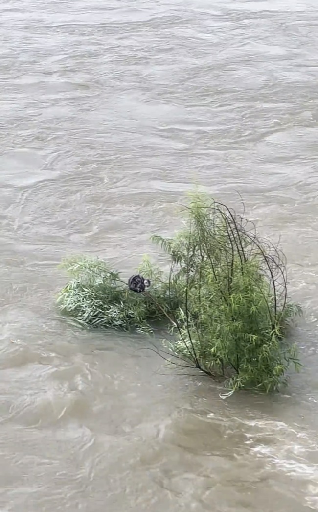 小猫被困松花江 漂流两天