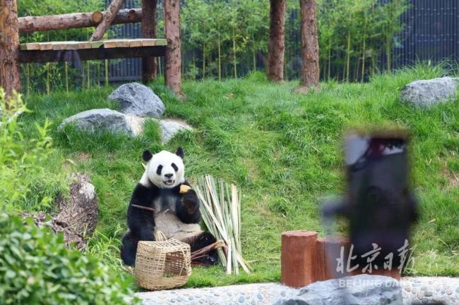 北京动物园大熊猫馆到底有谁在 “西直门三太子”萌兰亮相