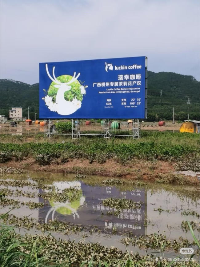 茉莉花价格创新高花农却无花可卖 洪水导致供给短缺