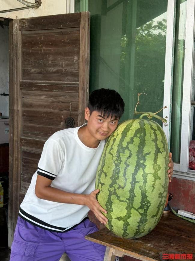 瓜农种出90多斤巨型西瓜
