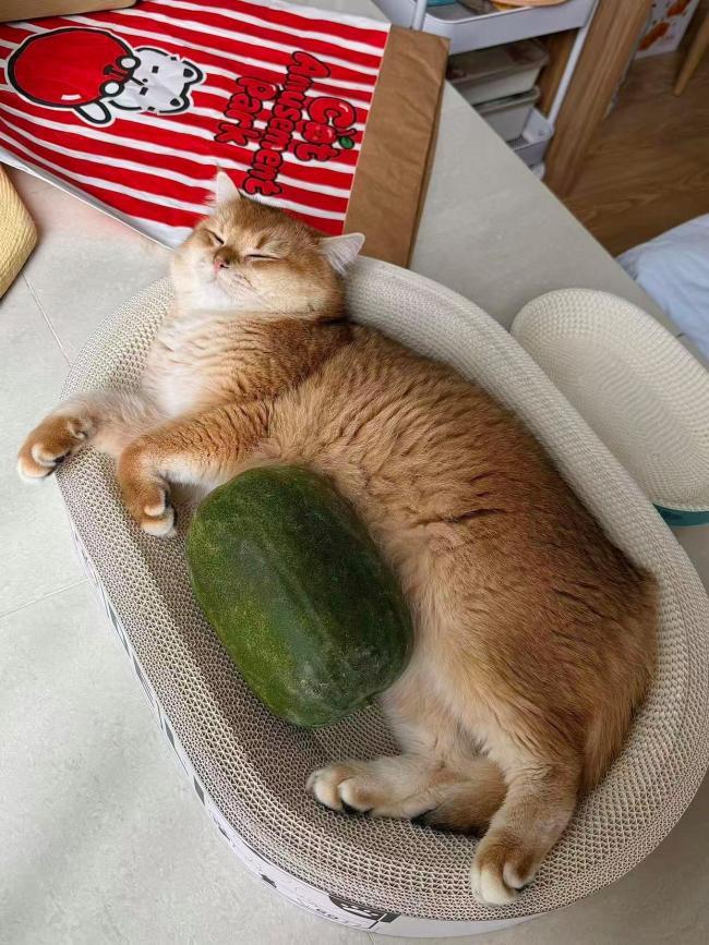 盒马猫咪抱冬瓜宣传图被吐槽照骗 反向带货引发热议