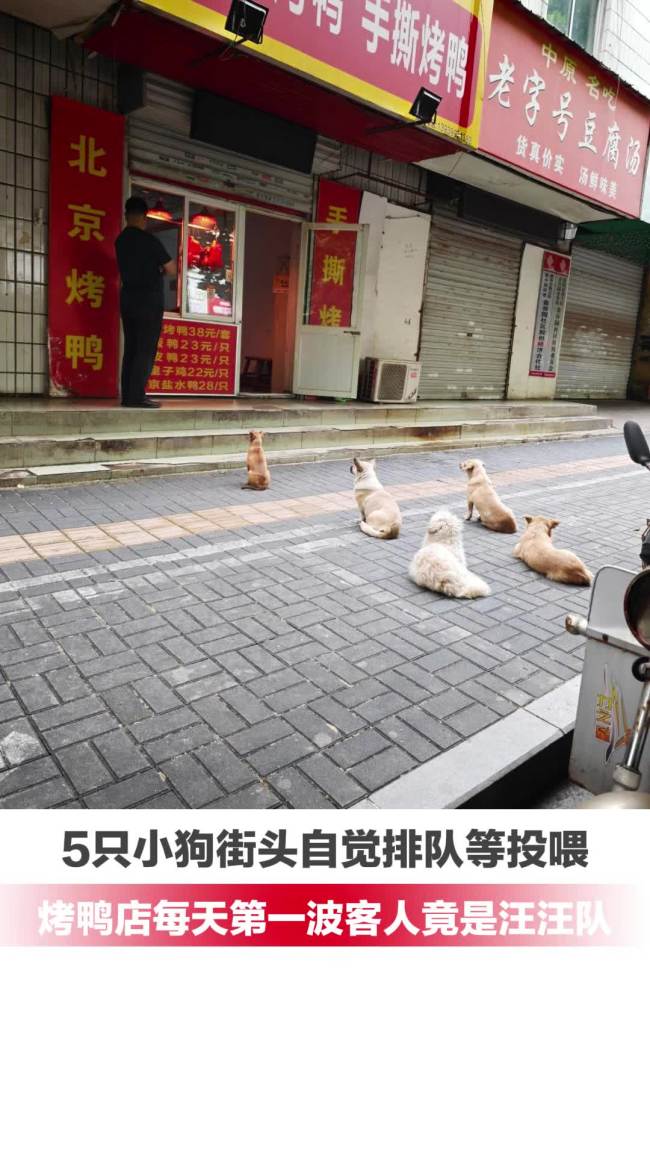 5只小狗烤鸭店排队等吃鸭屁股 温馨画面走红网络