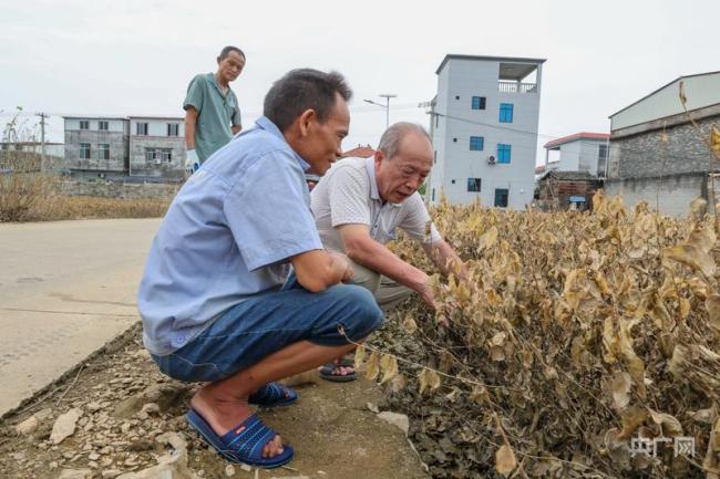 洪水退去广西横州茉莉花重新冒芽