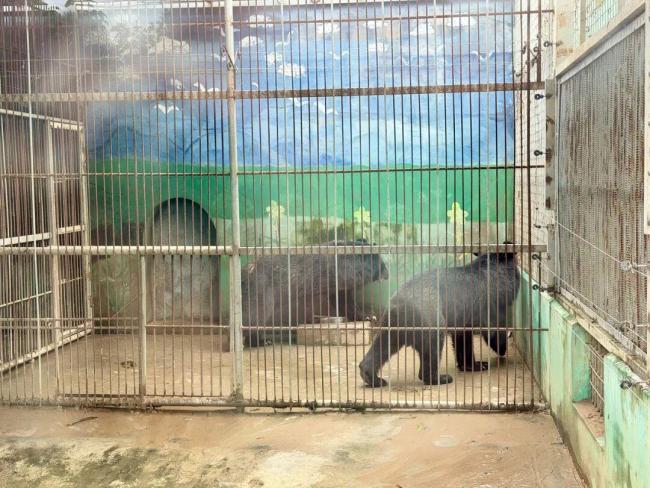 广西贵港动物园多渠道寻动物 直播寻“物”进行中