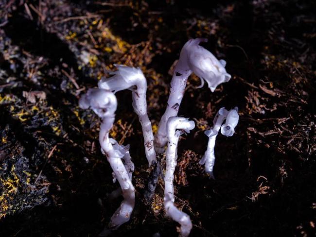“冥界之花”现身四川盐源 珍稀水晶兰惊现高山林区
