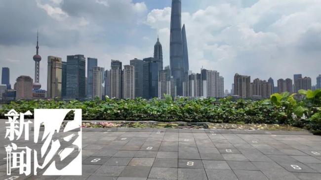 上海外滩高空出现一大片荷花睡莲 云端荷塘成新晋网红打卡地
