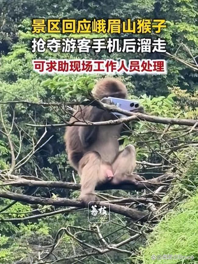 游客拿假蛇防峨眉山猴子 以蛇治猴妙招走红